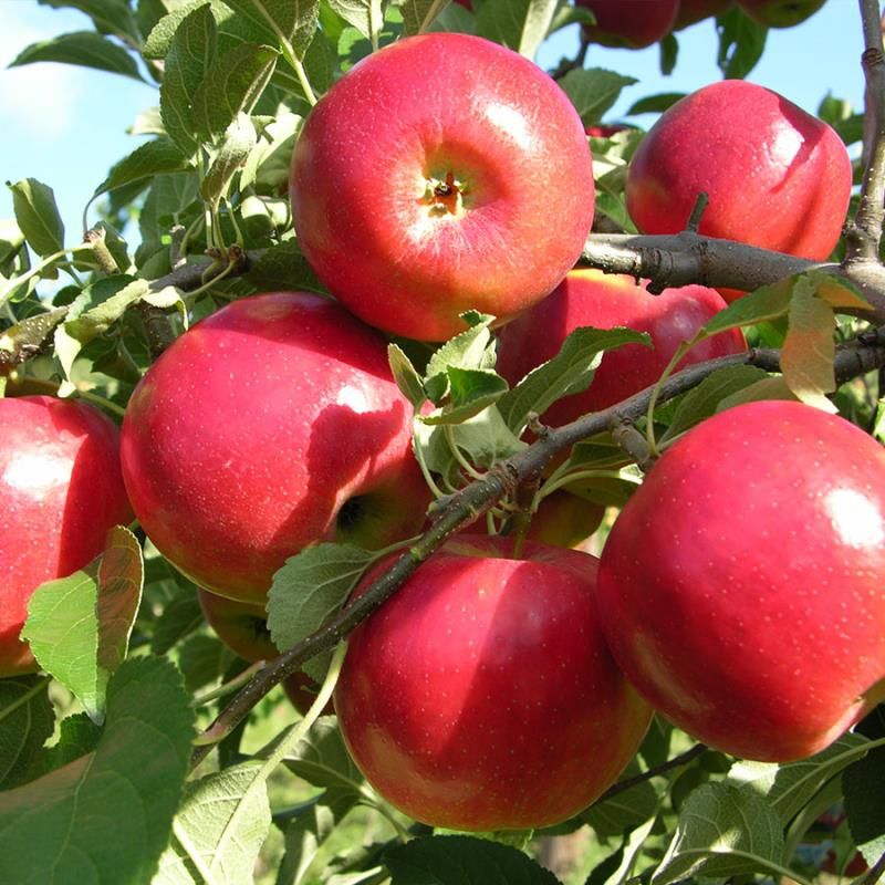 Image of CrimsonCrisp® Apple Tree