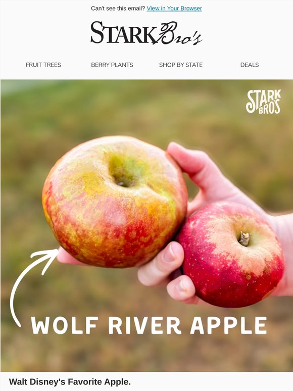 🍎✨ Walt Disney's Favorite Apple Is on Sale