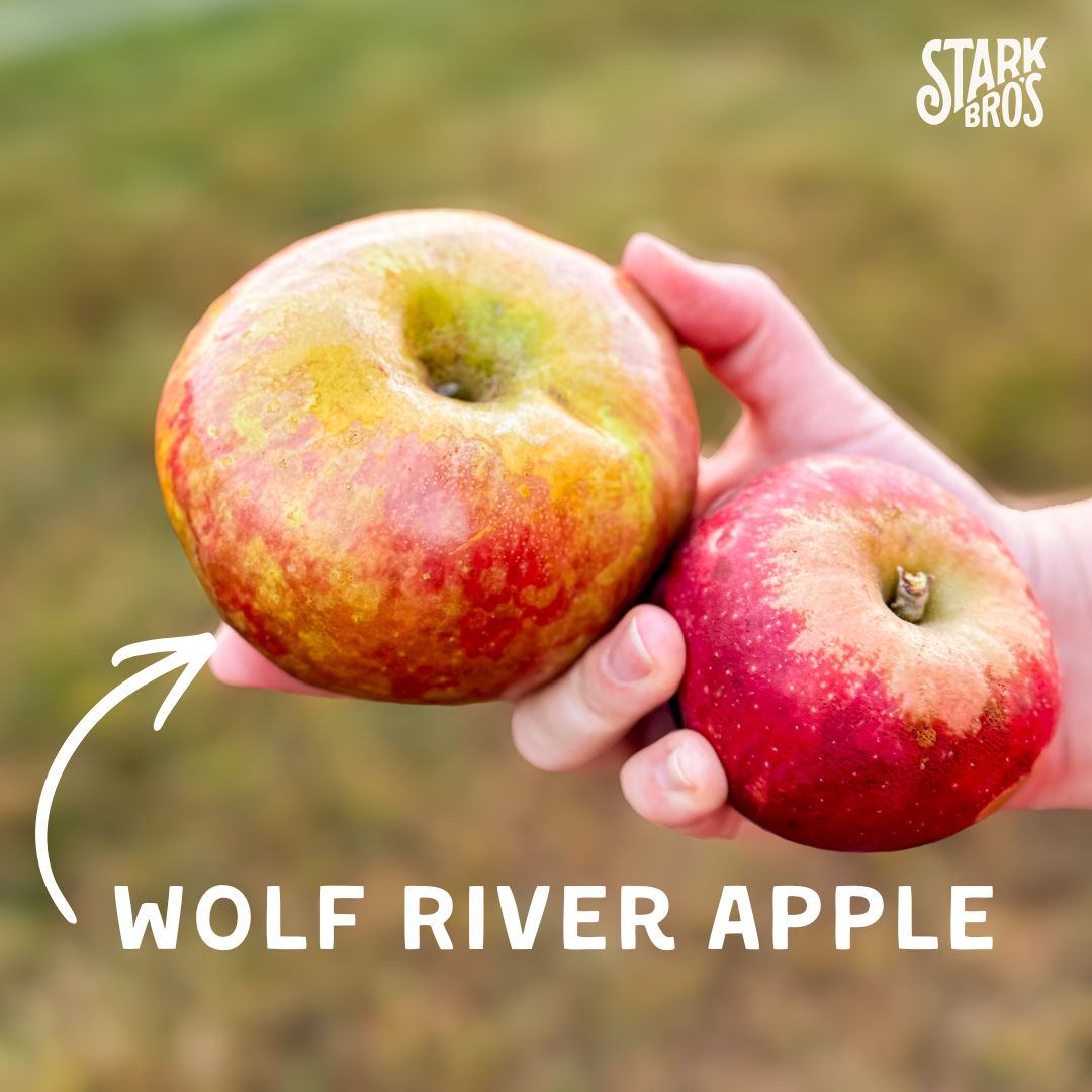 Wolf River Apple