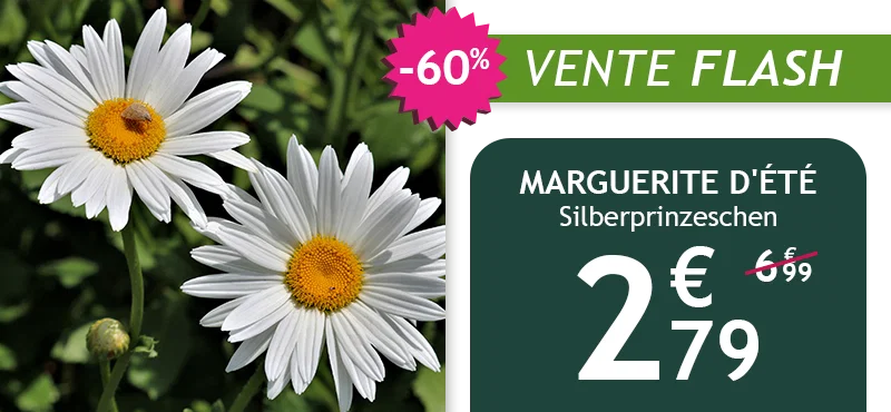 La marguerite d'été est à -60% soit 2,79€ au lieu de 6,99€ !