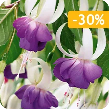 Fuchsias résistants Blue Sarah