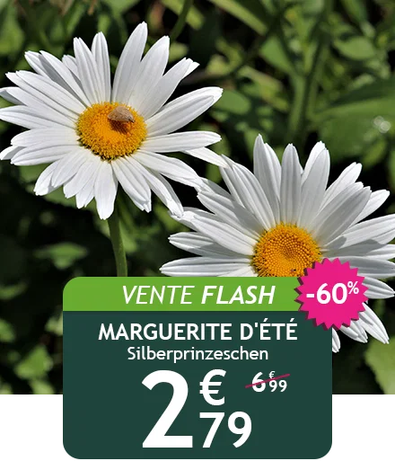 La marguerite d'été est à -60%