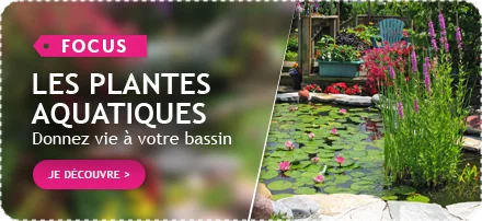 Focus plantes aquatiques