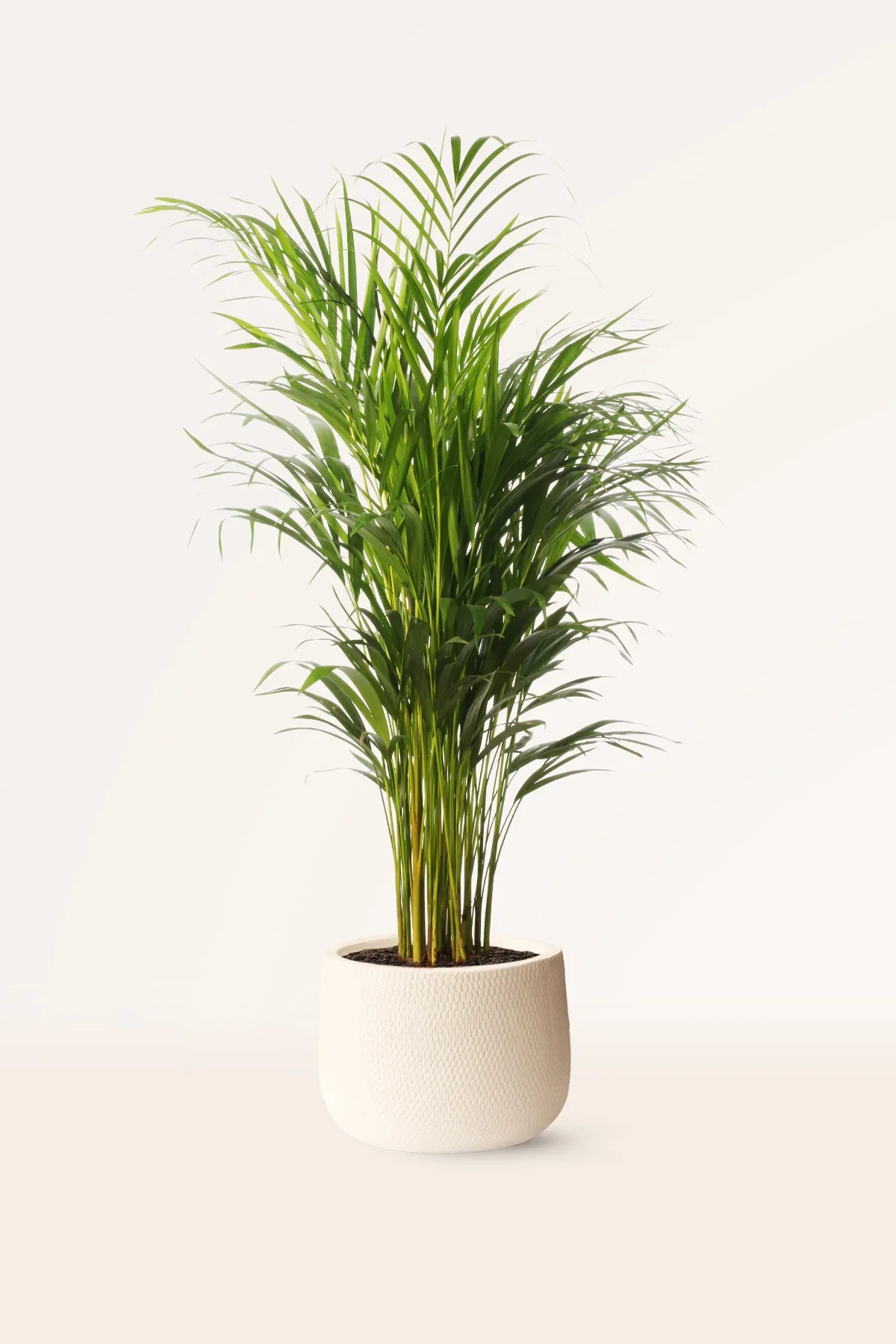 Image of Areca