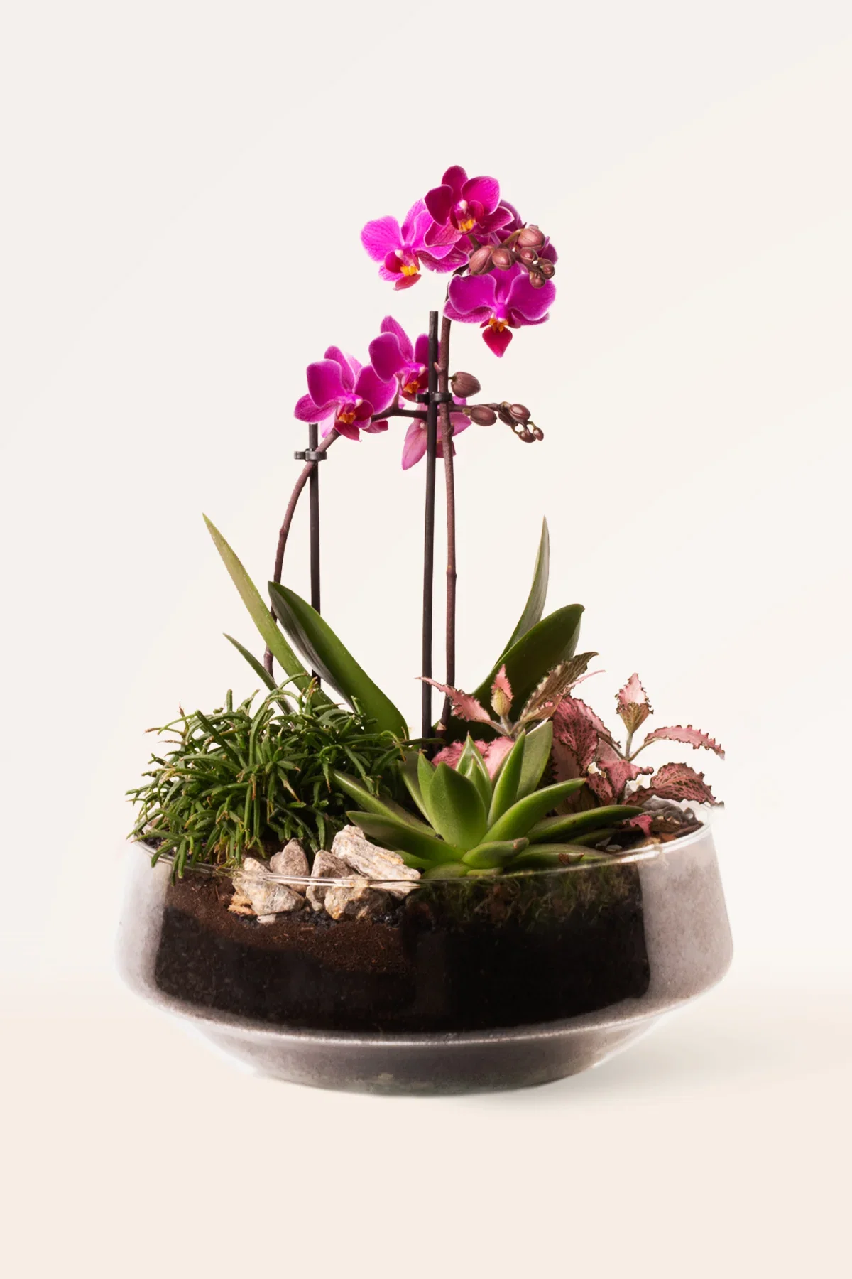 Image of Orquídea Garden