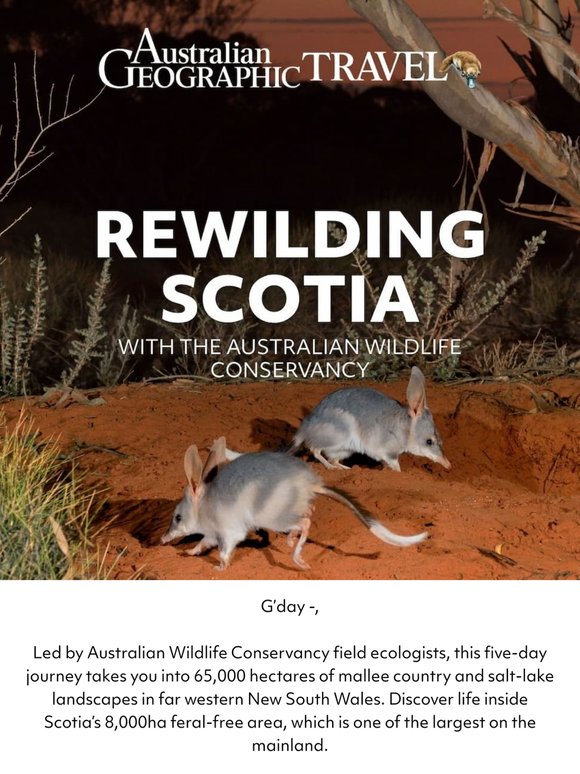 Numbat, bilby, bettong – still hoping to see them in the wild? 🦘
