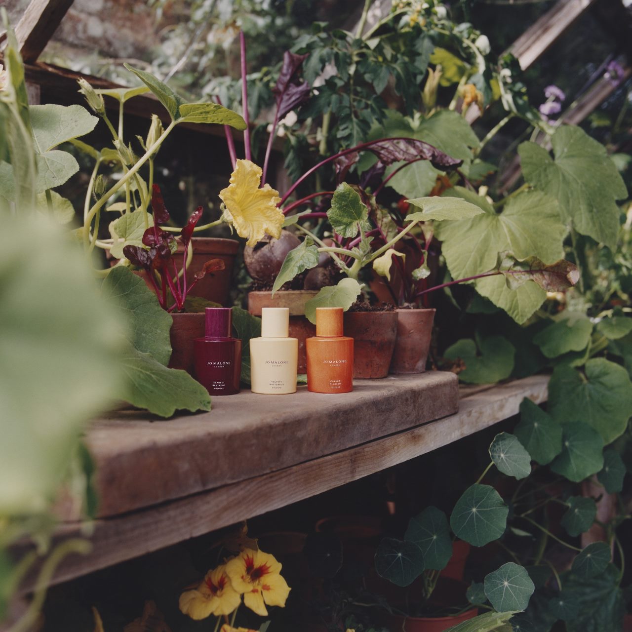 Colorful bottles arranged on a rustic shelf surrounded by lush green plants and flowers in a garden setting.