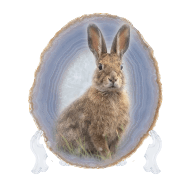 Hare Agate Slice