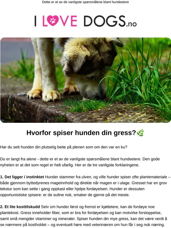 Hvorfor spiser hunden din gress?🌿