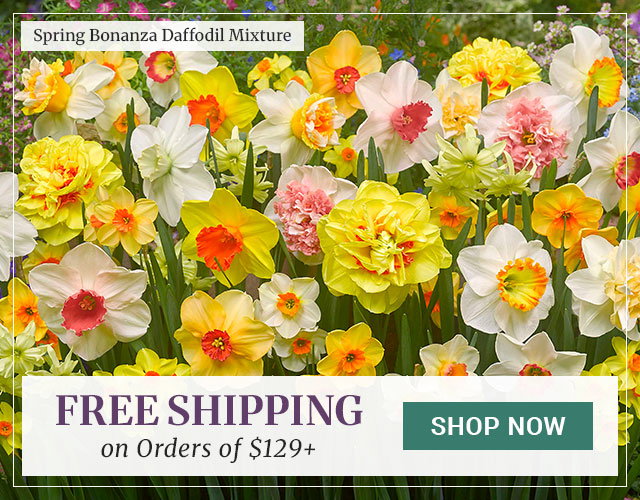 Free Shipping on Orders $129+