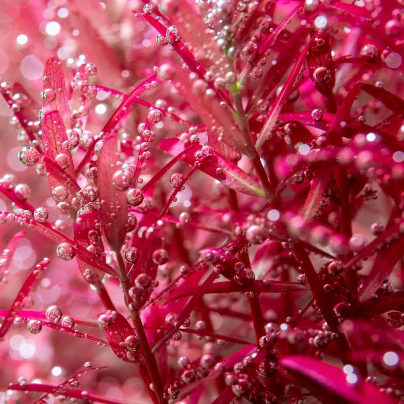 How To Successfully Grow Red Aquarium Plants