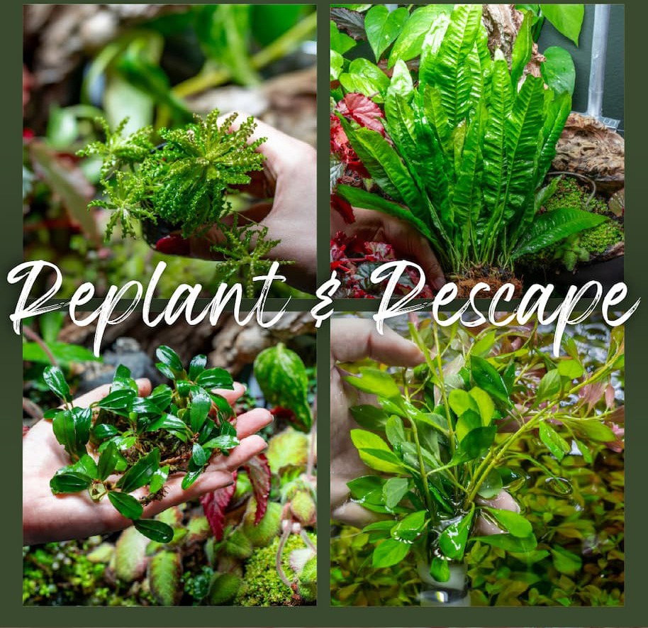 Available Aquarium Plants