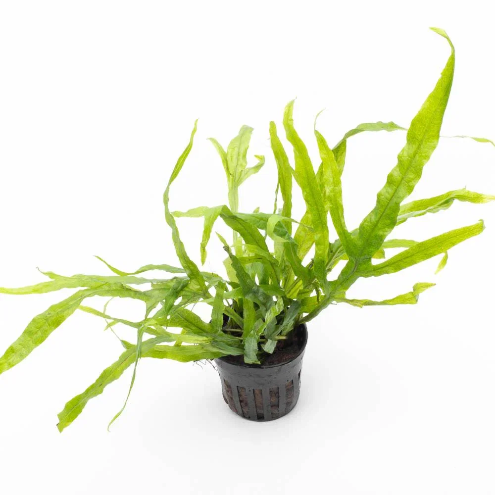 Image of JAVA FERN TRIDENT