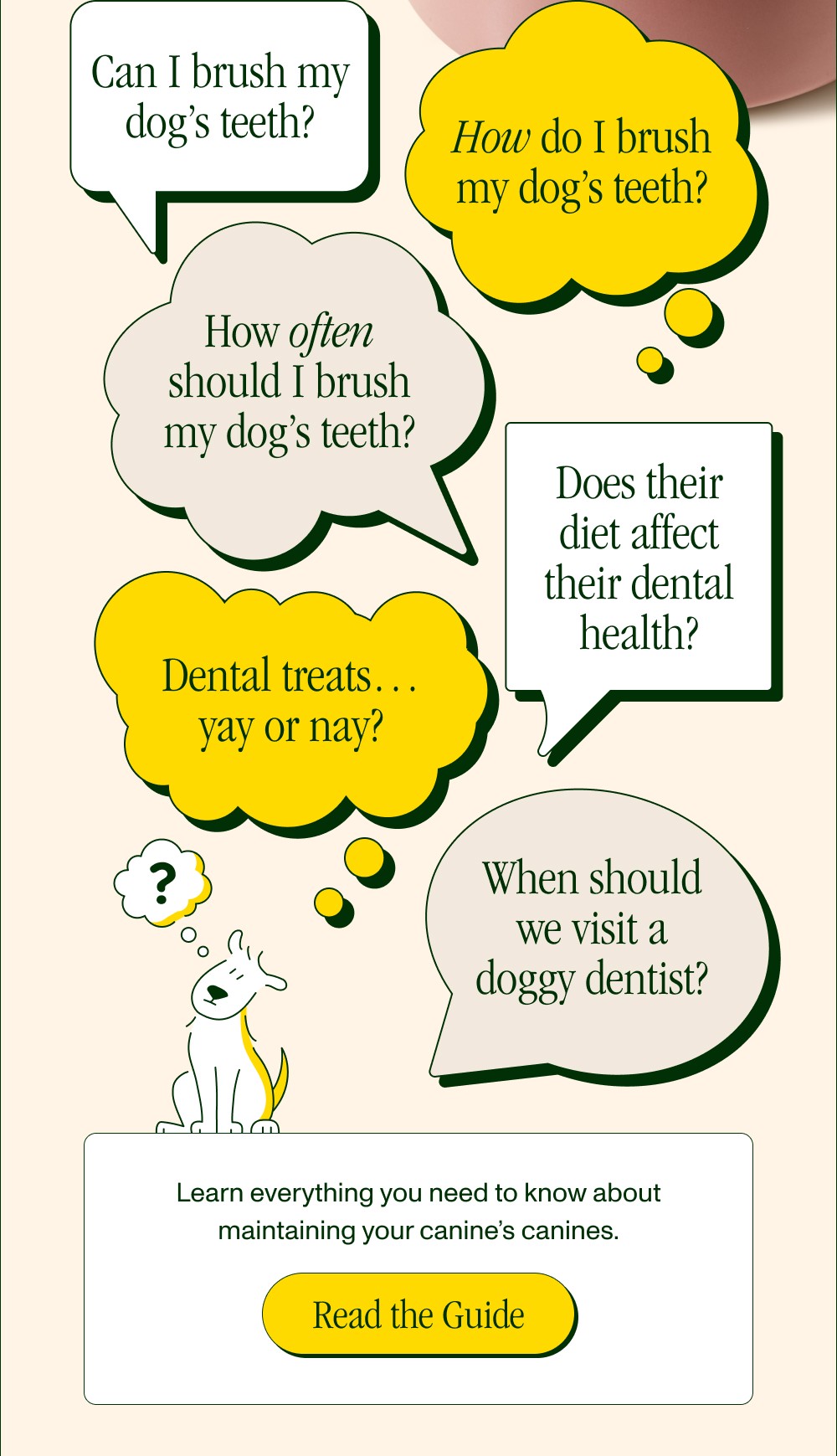 Can I brush my dog’s teeth? Dental treats… yay or nay? When should we visit a doggy dentist? How ...