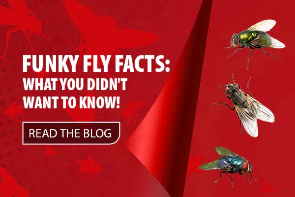 FUNKY FLY FACTS