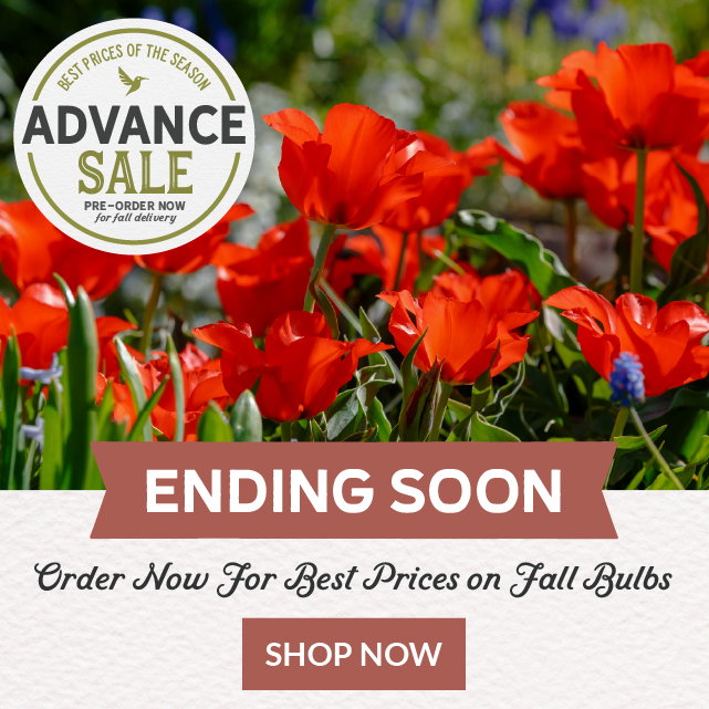 final week advance sale