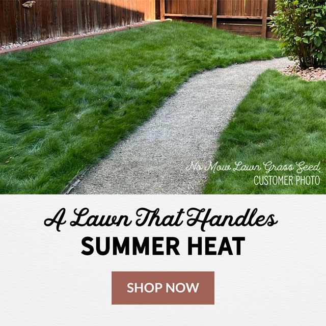 Grass seeds & plugs