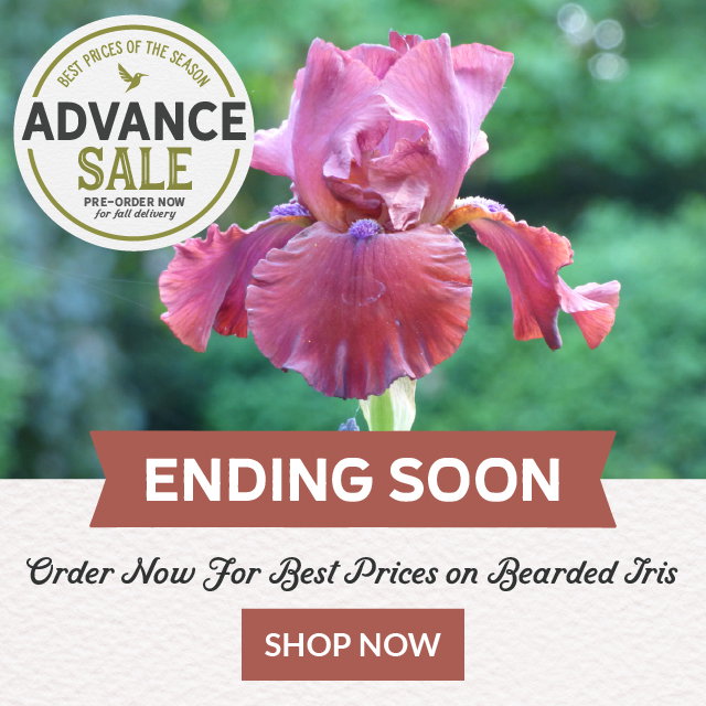 advance sale final week