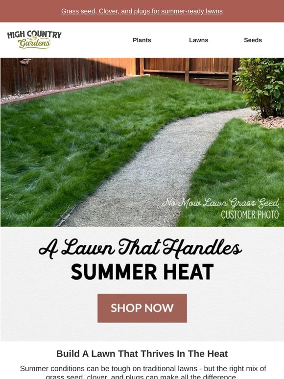Build A Lawn That Handles The Heat