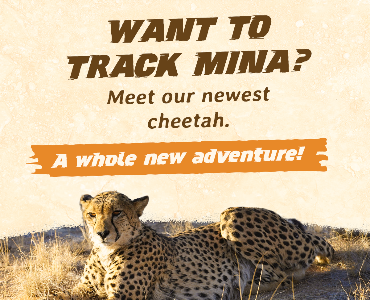Want to track Mina? Meet our newest cheetah!