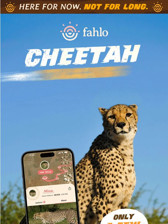 Last chance! Cheetah exclusive ends tonight 🐆🚨