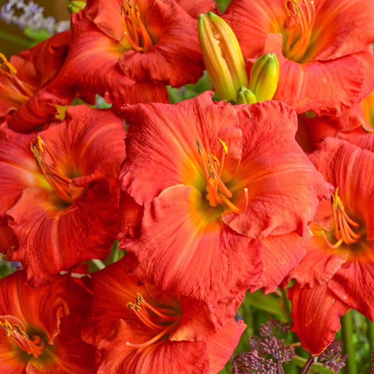 Desert Flame Reblooming Daylil