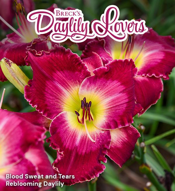 Daylilies