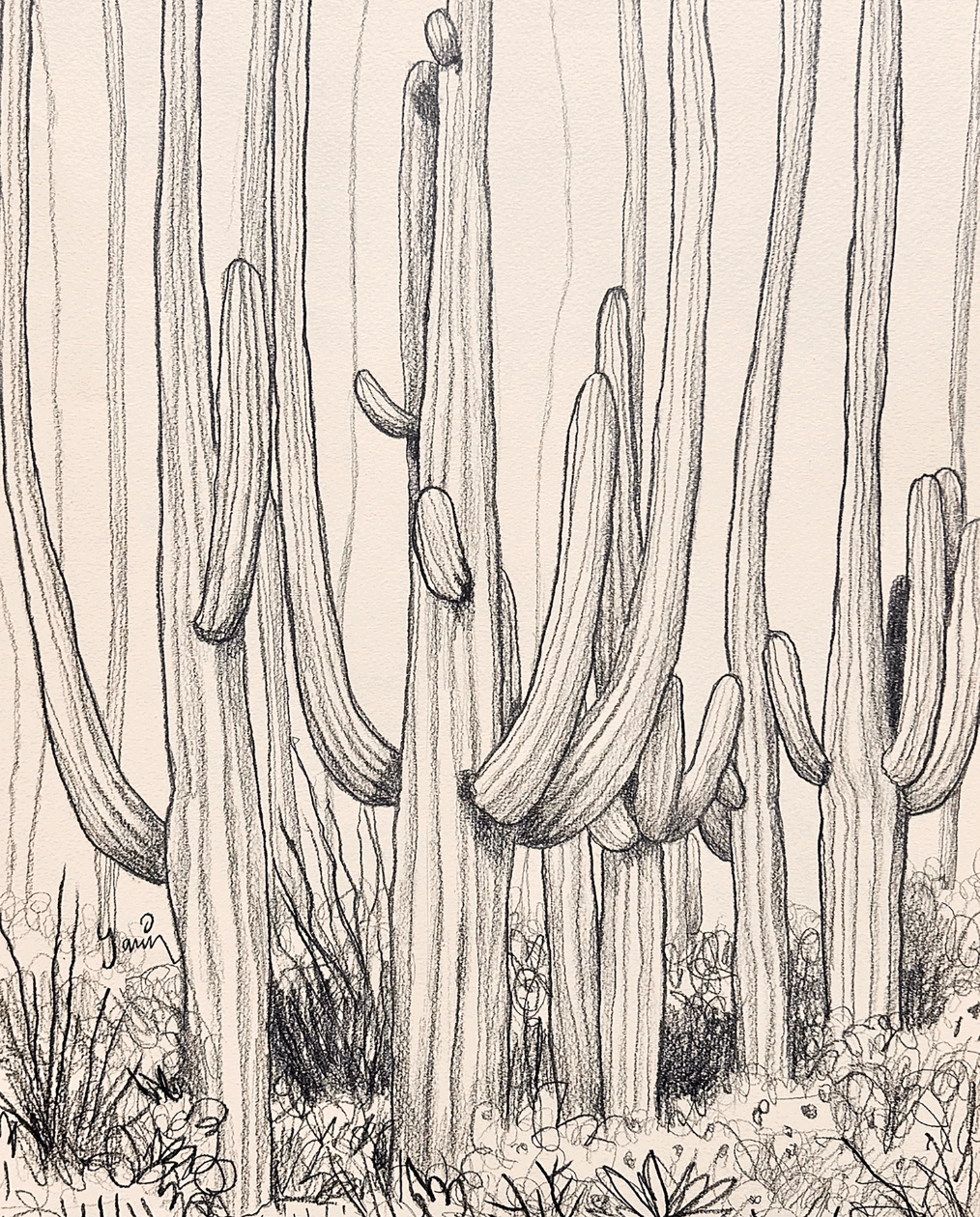 Cactus drawing 