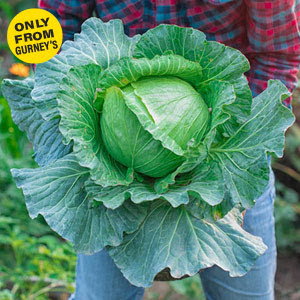 Slaw Master™ Hybrid Cabbage