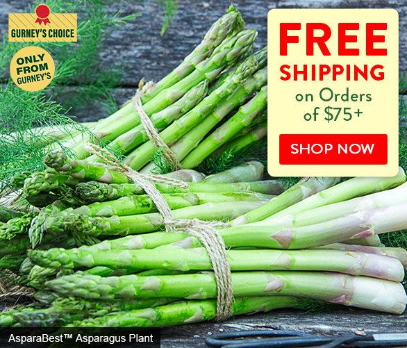 Free Shipping on Orders of $75+