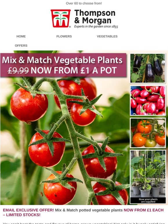From ONLY £1! Mix & Match Potted Veg!