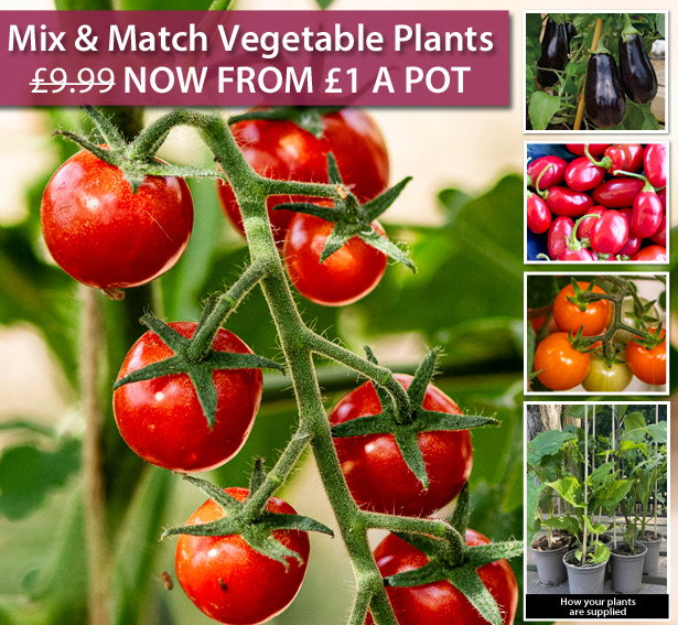 Mix & Match Veg Plants