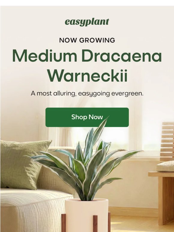 This Just In: Medium Dracaena Warneckii 🪴⚔️