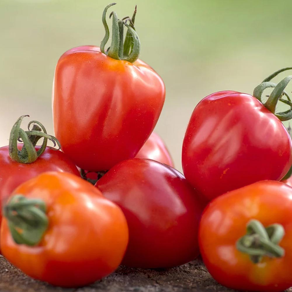 Tomato 'Fraise'