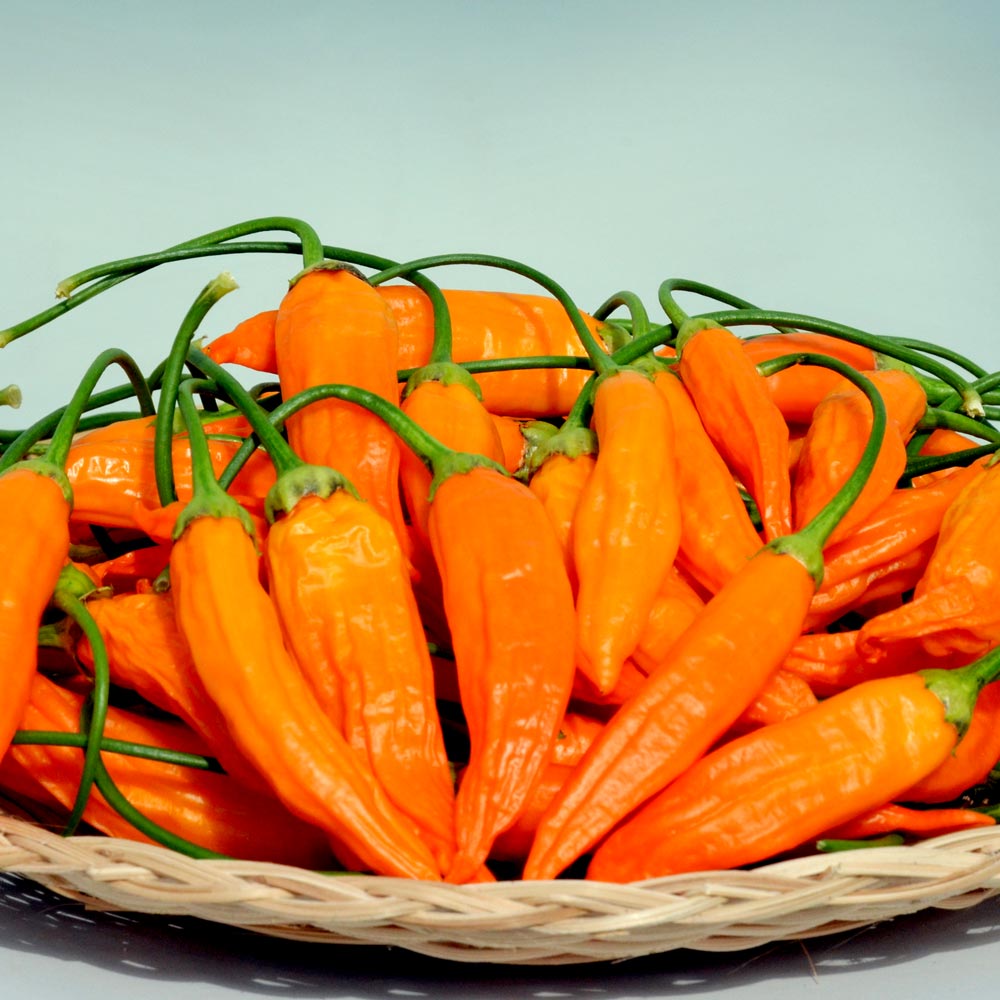 Chilli Pepper 'Havanna Gold'