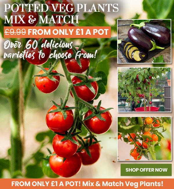 Potted Veg Plants Mix & Match