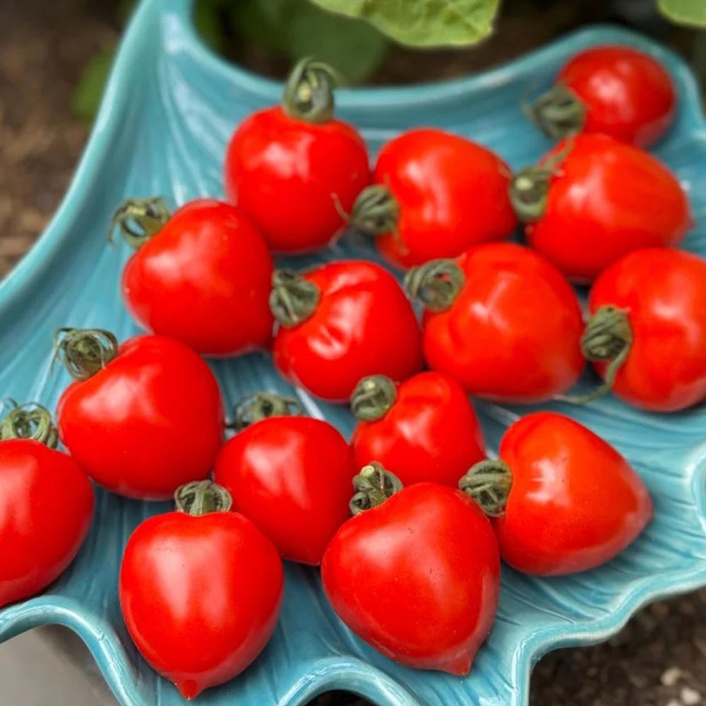 Tomato 'Double Love Red'