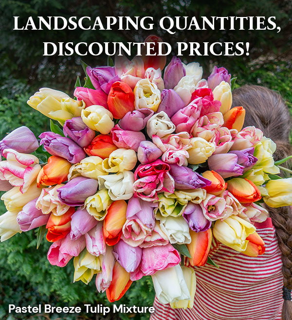Tulip Lovers Catalog - Up to 60% off