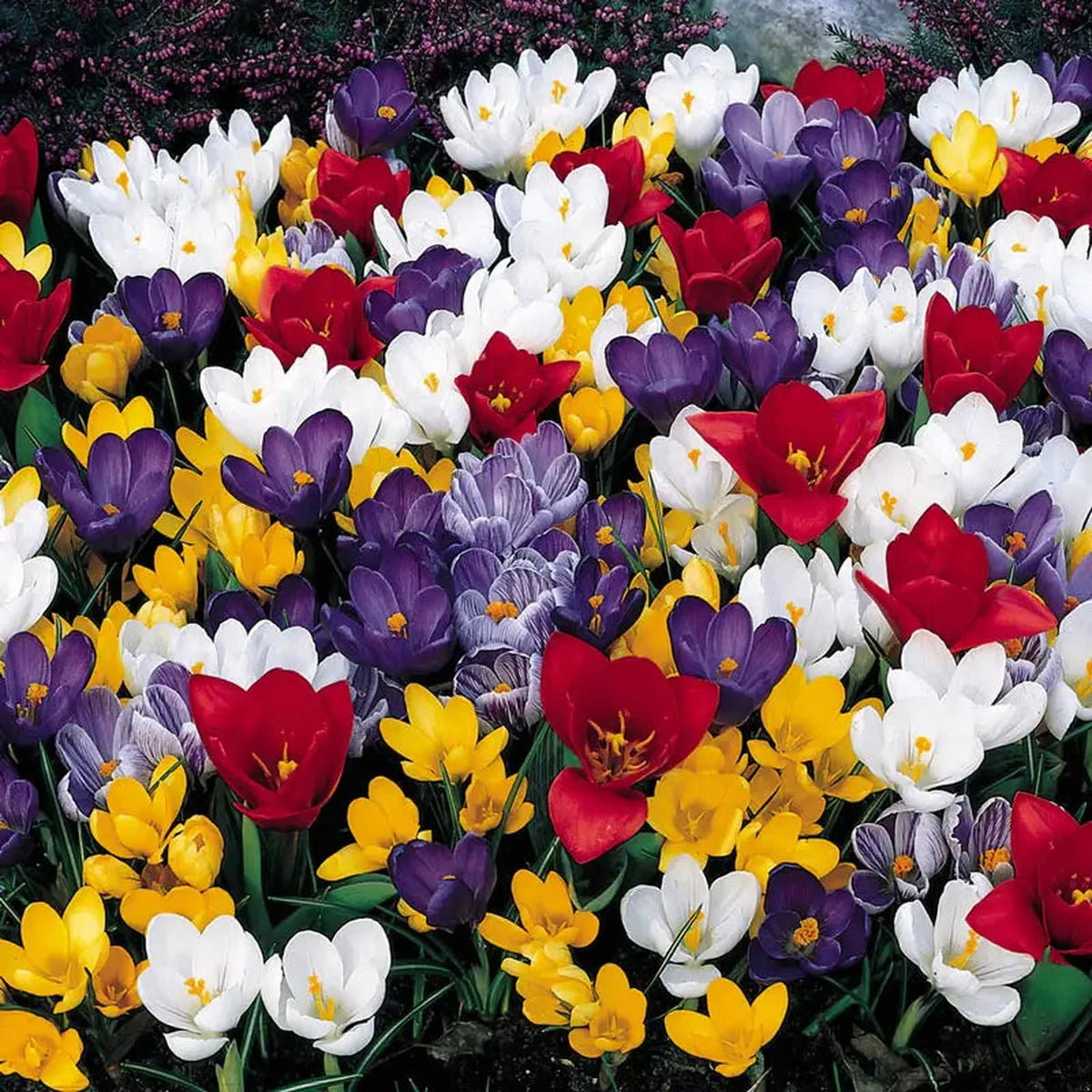 Early Spring Carpet of Colour Mixture