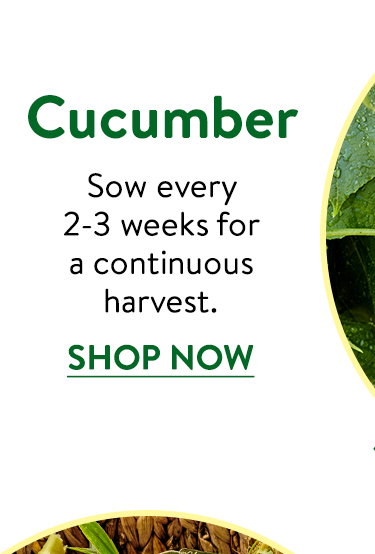 Cucumber Seeds