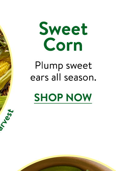 Corn Seeds