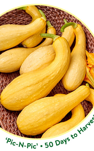 Squash Seeds