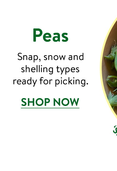 Pea Seeds