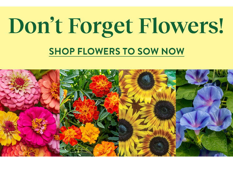 Flowers to sow now