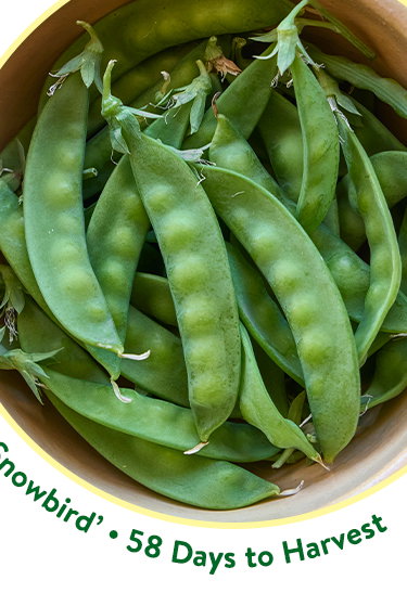 Pea Seeds
