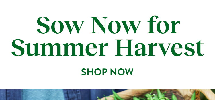 Vegetables to sow now