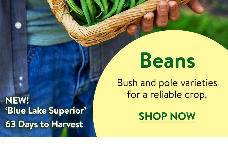 Bean Seeds