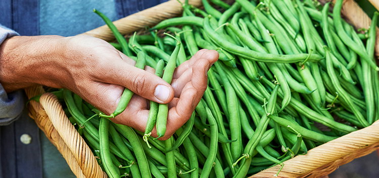Vegetables to Sow Now