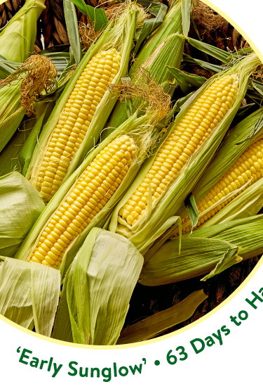 Corn Seeds