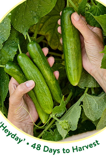 Cucumber Seeds